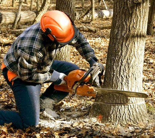 Tree Removal in Lake Fork, IL